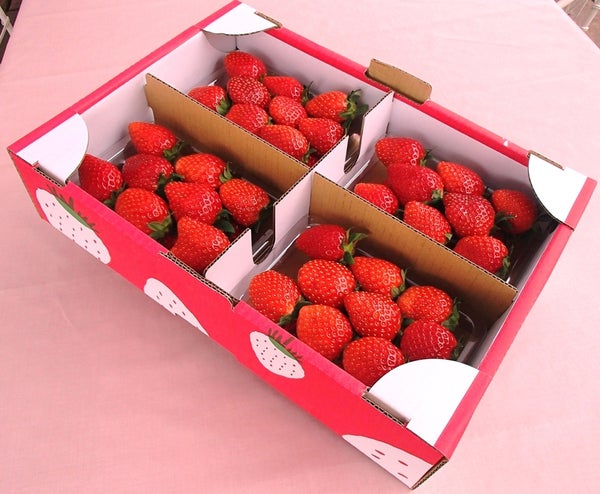 【群馬県内発】 前橋営業所<あなたの街から、笑顔満開の旅へ>!春の大感謝祭ミステリーツアー ~桜舞う観光地!いちご1箱お土産付!いちご狩り食べ放題!〇〇ブランド牛すき鍋食べ放題!~ 日帰り2